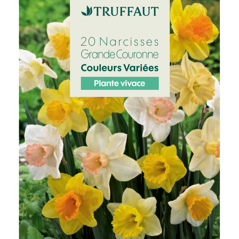 Bulbes de Narcisses, grande couronne - coloris mix