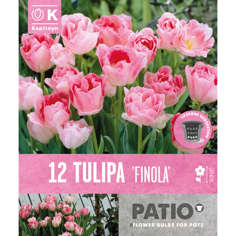 Bulbes de tulipes doubles Late Finola, coloris ros