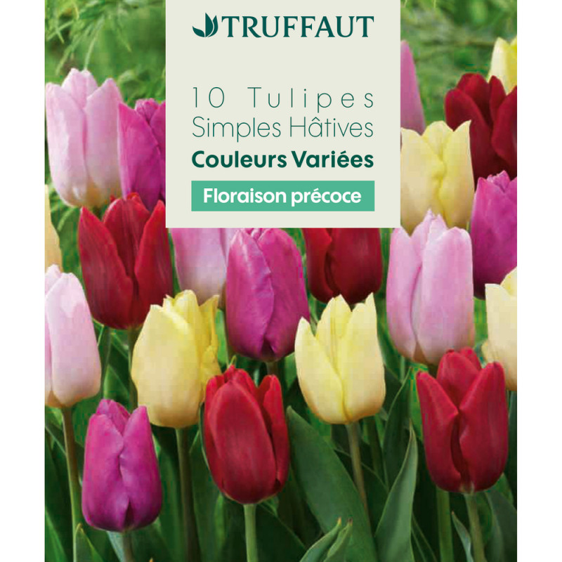 Bulbes de tulipes simples hâtives - coloris mixte