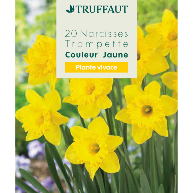 Bulbes de Narcisses trompette - coloris jaune x20