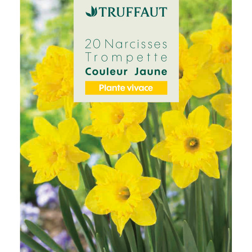 Bulbes de Narcisses trompette - coloris jaune x20