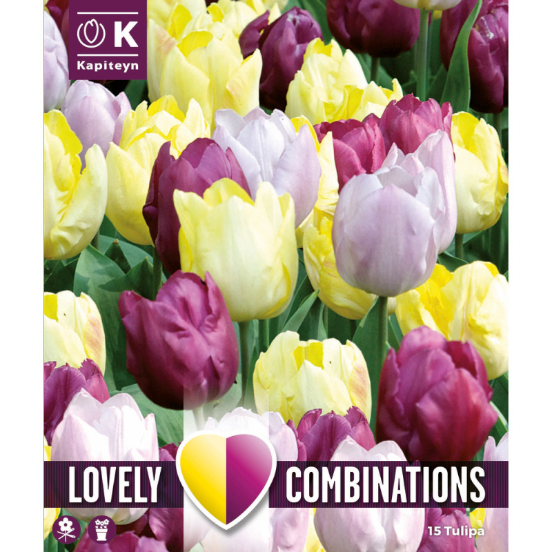 Bulbes de tulipes, coloris assortis jaune, pourpre