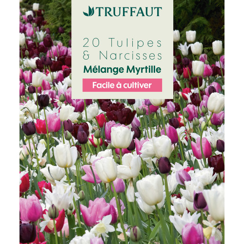 Bulbes tulipes et narcisses mélange myrtille - col