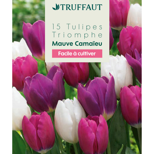 Bulbes de tulipes Triomphe - coloris mauve camaïeu