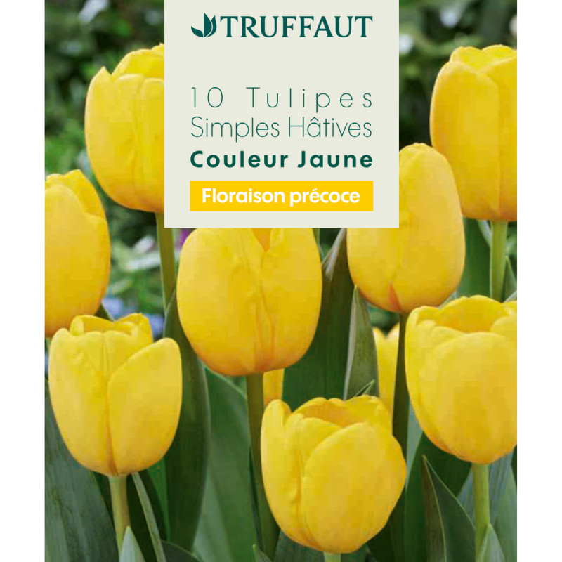 Bulbes de tulipes simples hâtives - coloris jaune