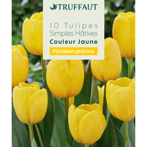 Bulbes de tulipes simples hâtives - coloris jaune