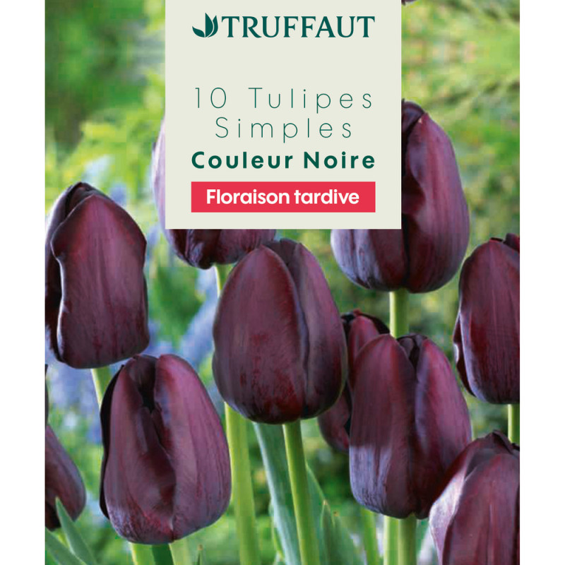 Bulbes de Tulipes simples tardives - coloris noir