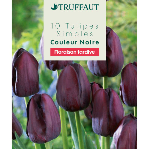 Bulbes de Tulipes simples tardives - coloris noir