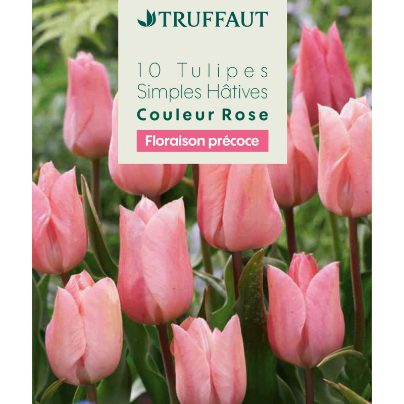 Bulbes de tulipes simples hâtives - coloris rose x