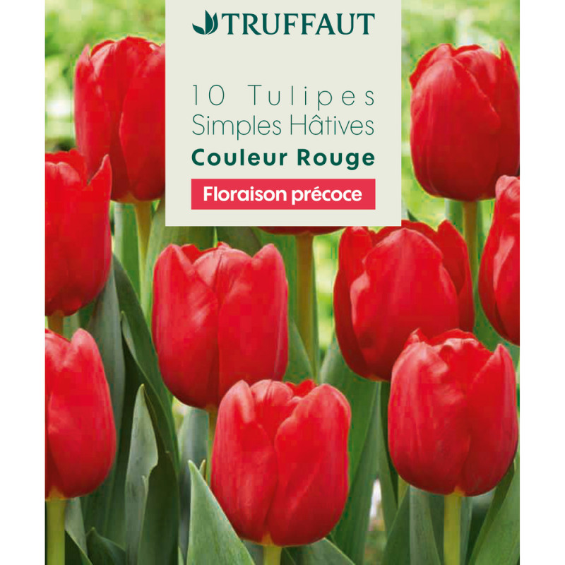 Bulbes de tulipes simples hâtives - coloris rouge