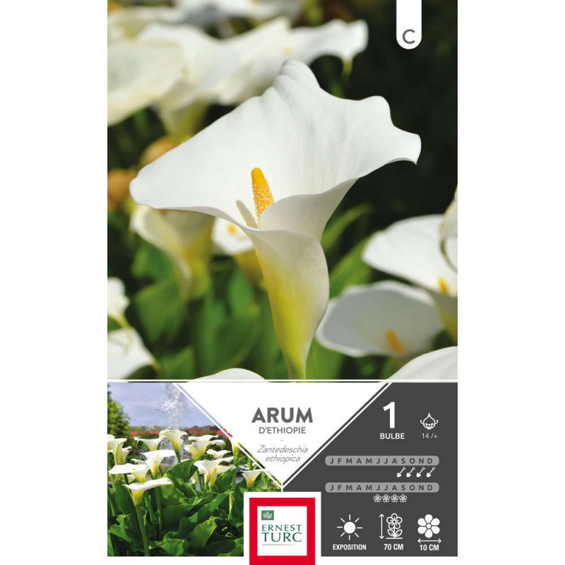 Bulbe d'arum 'd'Ethiopie ' - x1