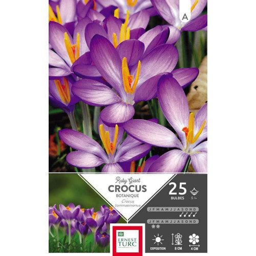 Bulbes de crocus tommasinianus 'Ruby Giant' - x25
