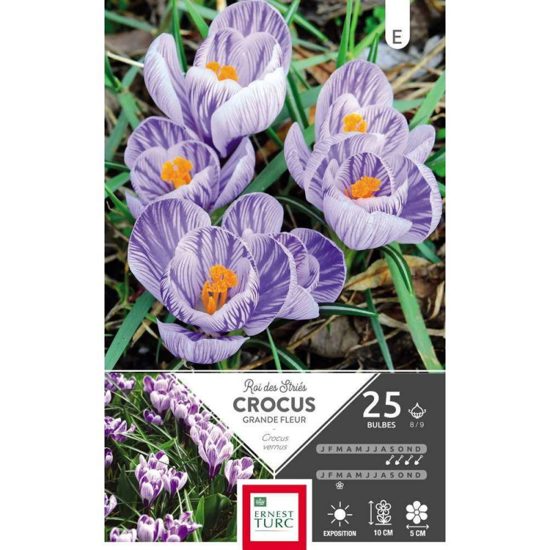 Bulbes de crocus à grandes fleurs 'Roi Strie' - x2