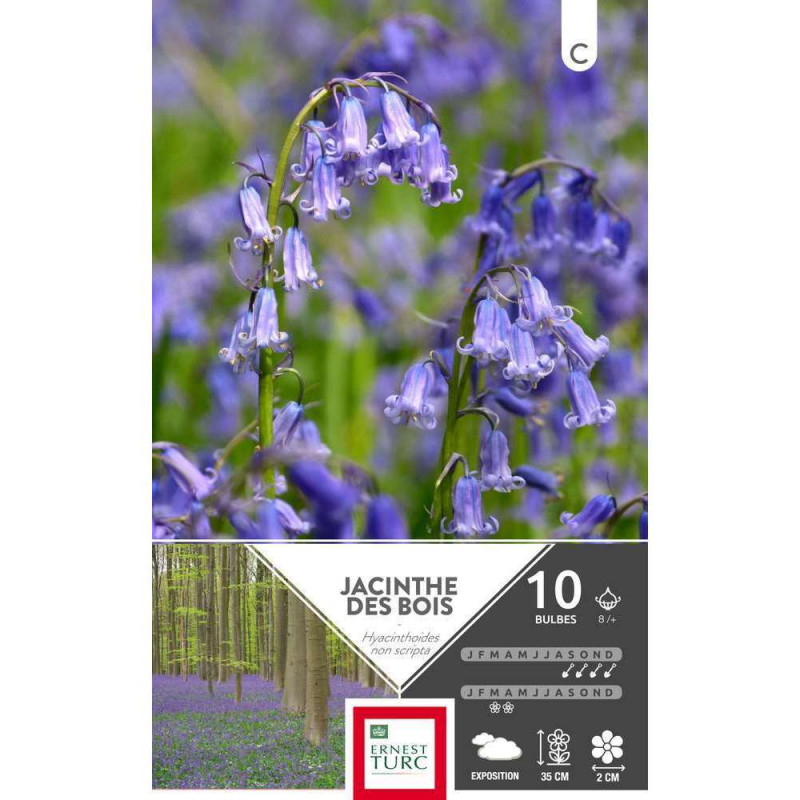 Bulbes de hyacinthoides non-scripta - x10