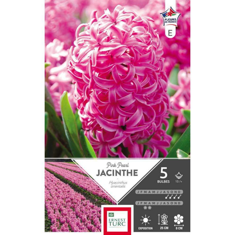Bulbes de jacinthes de Bretagne 'Pink Pearl' - x5