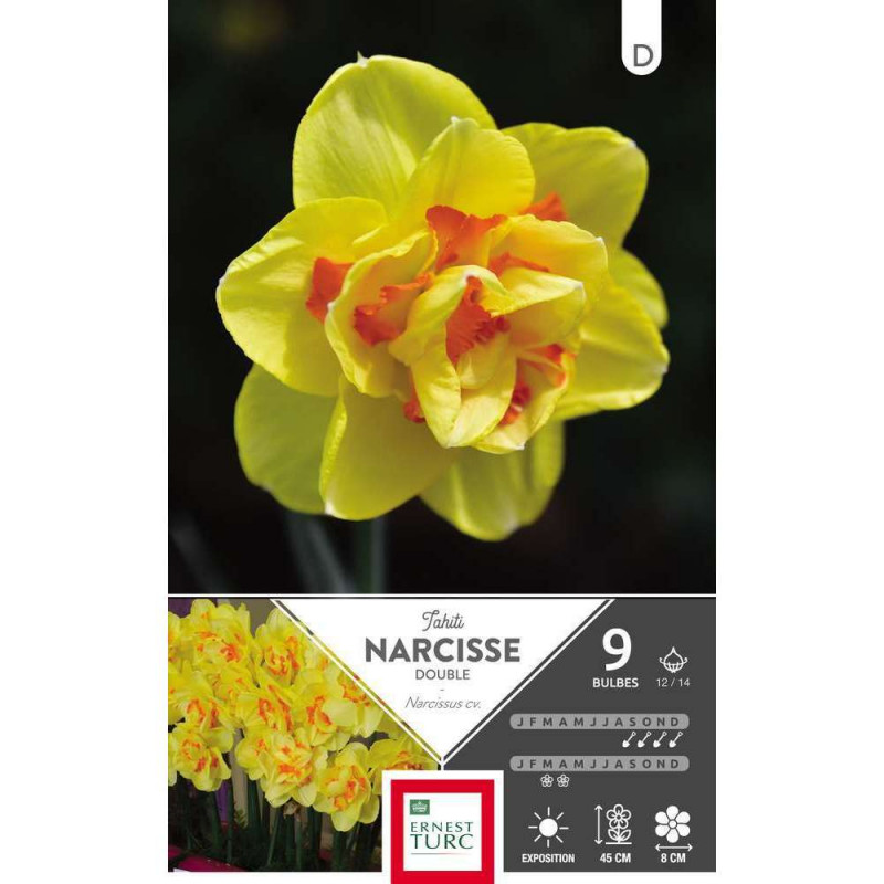 Bulbes de narcisses doubles 'Tahiti' - x9