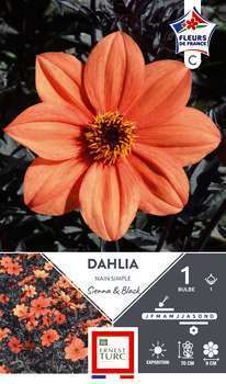 Dahlia Nain Spl S. And B. Fdf I X1