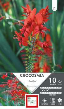 Crocosmia Lucifer 8/10 X10