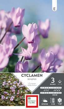 Cyclamen Neapolitanum 13/15 X3