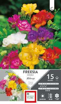 Pochette de 15 bulbes de Freesia double de calibre