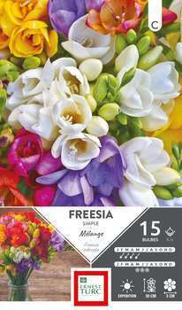 Pochette de 15 bulbes de freesia simple calibre 5+