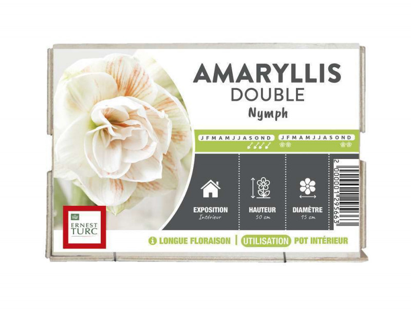Bulbe d'amaryllis double 'Nymph' - x1