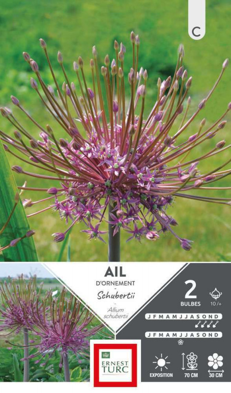 Bulbes d'allium schubertii - x2