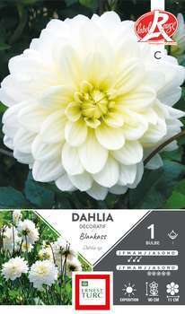 Dahlia Décoratif Blankass Fleurs de France I x1