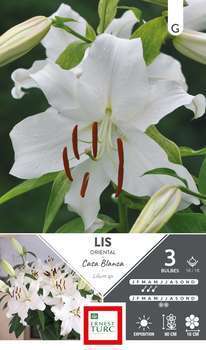 Bulbes de Lis Oriental Casa Blanca X3