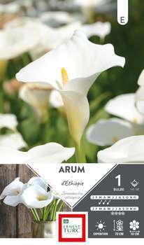 Arum d'Ethiopie 14/16 X1