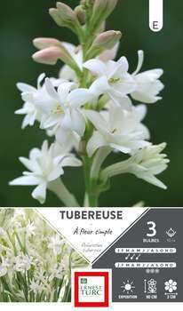 Tubéreuse Simple 10/+ x3