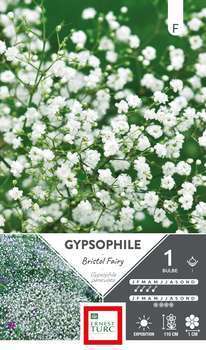 Gypsophile Bristol Fairy X1