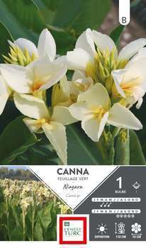 Canna Niagara à Feuillage Vert X1