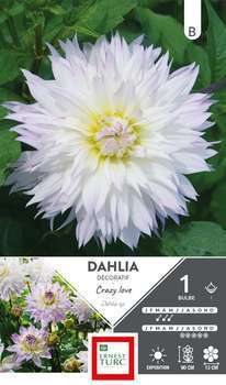 Dahlia Décoratif Crazy Love I x1