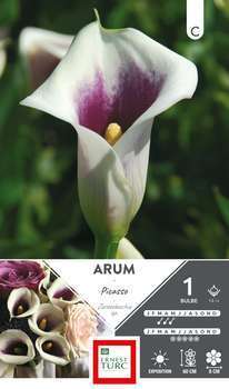 Arum Picasso 14 X1