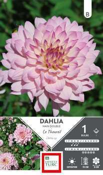 Dahlia Nain Double Le Thoureil I x1