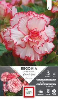 Bégonia Prima Donna Clair de Lune 4/5 x3