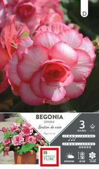 Bégonia double bouton de rose 5/6 x3
