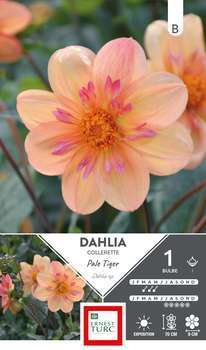 Dahlia collerette Pale Tiger I x1