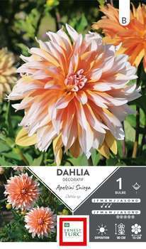 Dahlia Décoratif Apelsini Sniega I x1