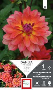 Dahlia nain double Tricolor Label Rouge I x1