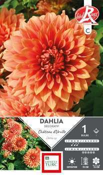 Dahlia Château d'Urville Fleurs de france I x1