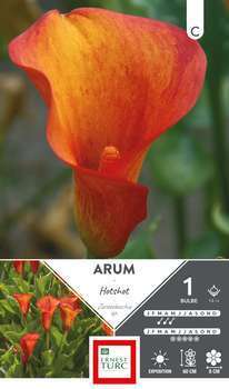 Arum Hotshot 14/+ X1