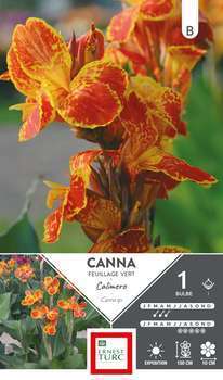Canna Calimero à Feuillage Vert x1