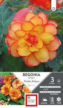 Bégonia double picotee Arlequin 5/6 x3