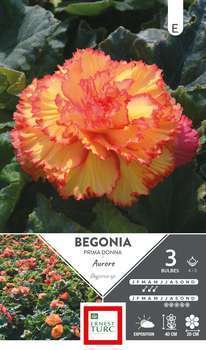 Bégonia Prima Donna aurore 4/5 x3