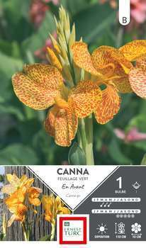 Canna Haut En Avant x1