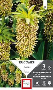 Eucomis Bicolor 14/+ X3