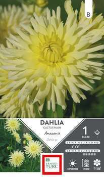 Dahlia Cactus Nain Amazonia I x1