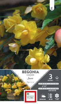 Bégonia cascade jaune 5/6 x3